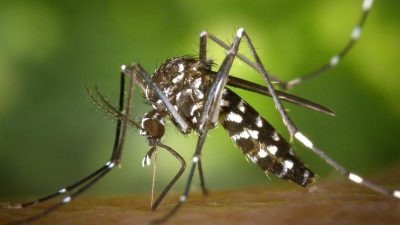 Tigermücke überträgt erstmals Chikungunya-Virus in Spanien