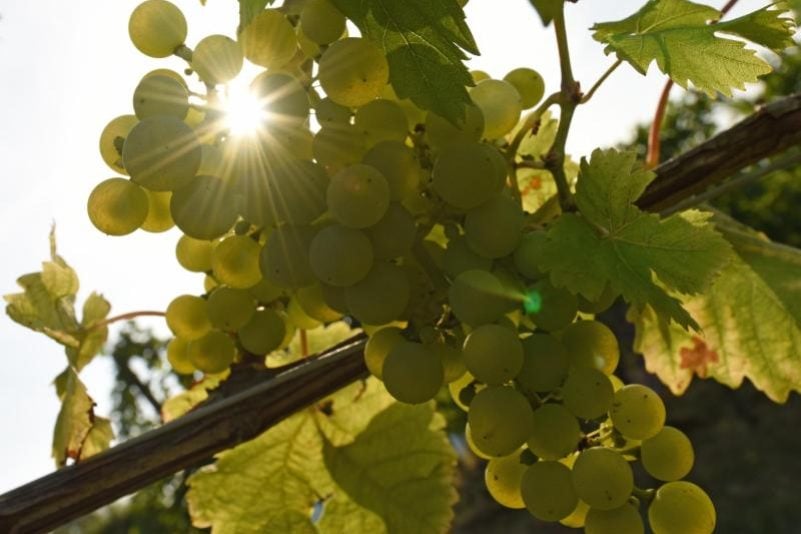 EU-L-nder-einigen-sich-auf-Unterst-tzung-f-r-Weinbauern
