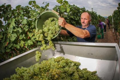 Weinlese hat begonnen – «Wir erwarten eine gute Qualität»