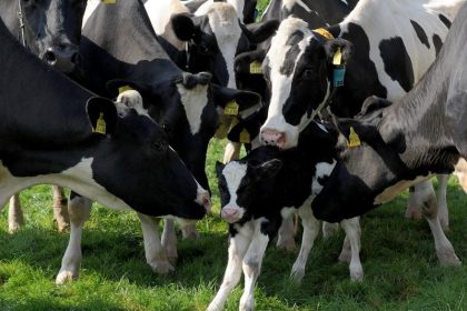 Milchbauern protestieren mit Treckerfahrt gegen Preise