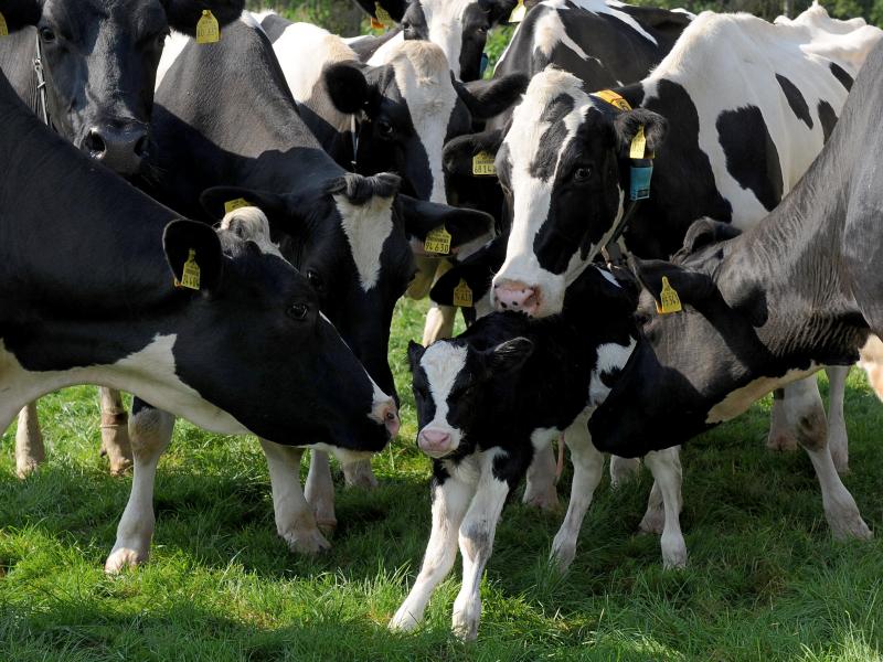 Milchbauern protestieren mit Treckerfahrt gegen Preise