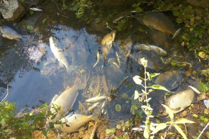 Gefährliches Ammoniumnitrat löst Fischsterben im Neckar aus