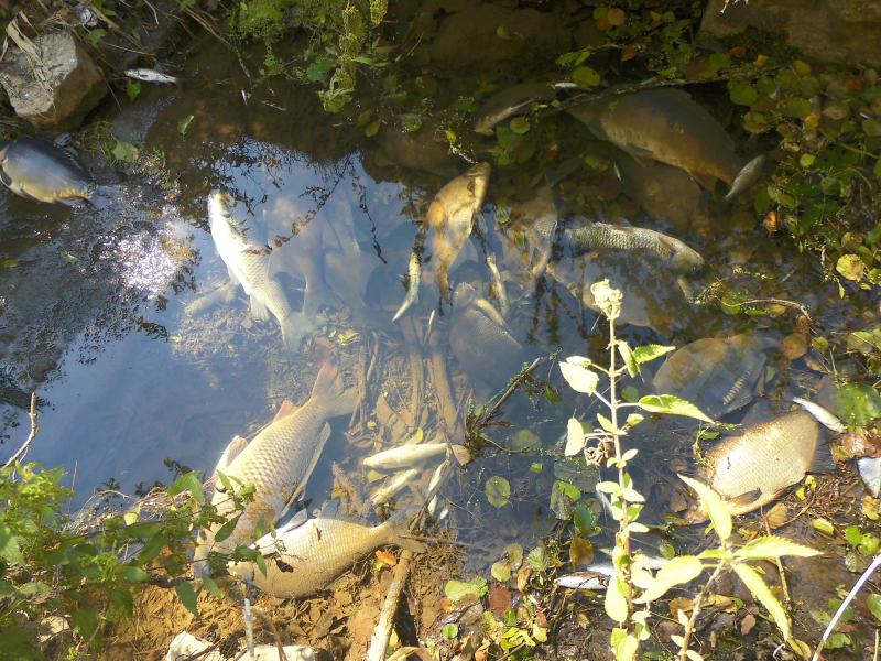 Gefährliches Ammoniumnitrat löst Fischsterben im Neckar aus