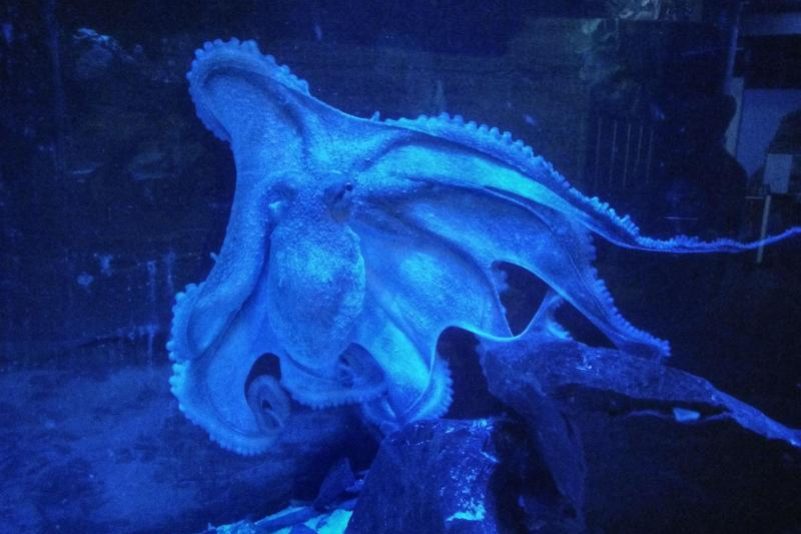 Schlauer Oktopus: Aquarium sucht neue Aufgaben für Ursula