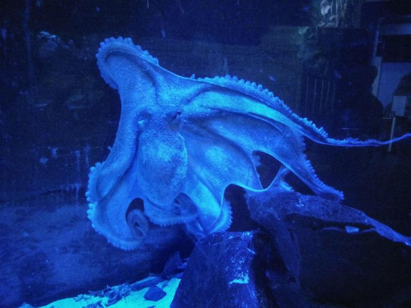 Schlauer Oktopus: Aquarium sucht neue Aufgaben für Ursula