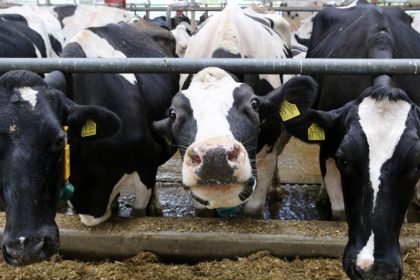 Brüssel lehnt Wiedereinführung der Milchquote ab