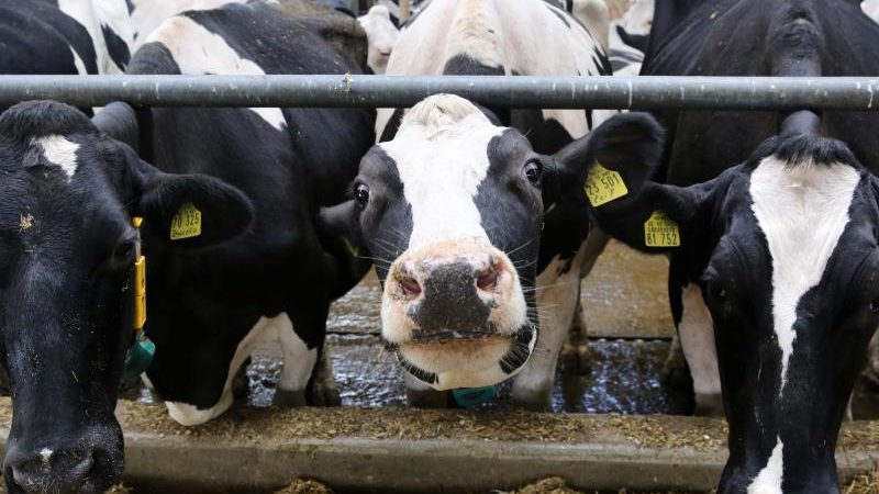 Brüssel lehnt Wiedereinführung der Milchquote ab
