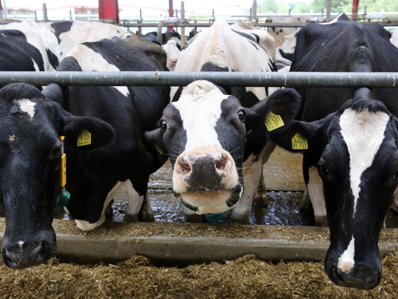 Brüssel lehnt Wiedereinführung der Milchquote ab