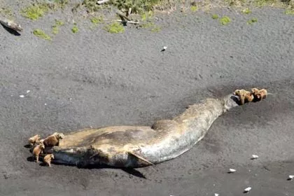 Rätselhaftes Walsterben in Alaska