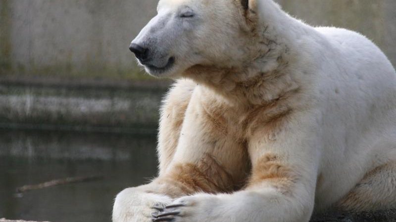 Der Liebling: Eisbär Knut litt an Autoimmunerkrankung + Fotogalerien