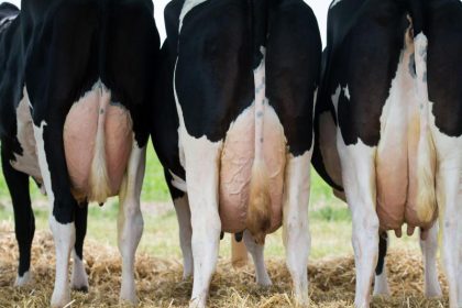 Milch wird nicht kostendeckend erzeugt – 10 Cent mehr wären nötig