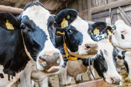 Milchbauern erwarten katastrophales Jahr: Viele geben auf