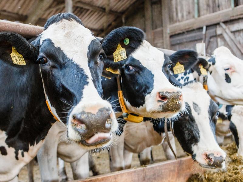 Milchbauern erwarten katastrophales Jahr: Viele geben auf