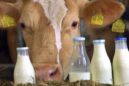 Landwirte protestieren gegen sinkende Milchpreise