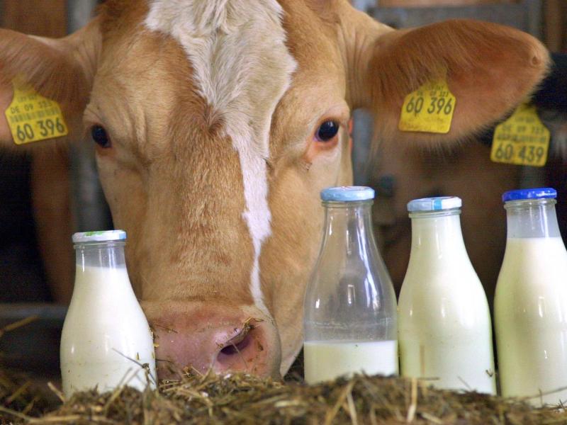 Landwirte protestieren gegen sinkende Milchpreise