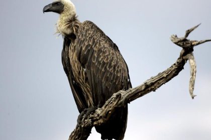 WWF schlägt Alarm: Afrikas Geier stehen vor dem Aus