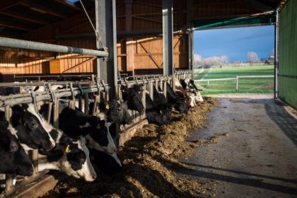 Kein Kampf des Immunsytems: Wie Staub vom Bauernhof vor Allergien schützt