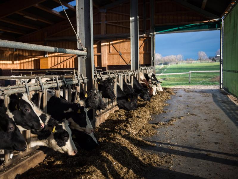 Bauernhöfesterben in Deutschland beschleunigt sich dramatisch