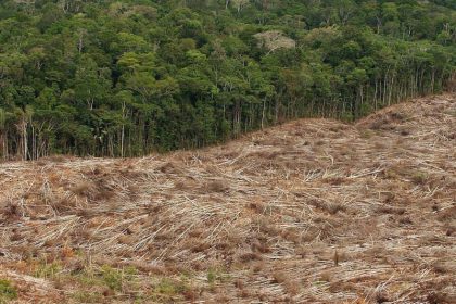 Sojaindustrie: Tausende Hektar Urwald werden für deutsches Fleisch gerodet – und massiver Einsatz von Glyphosat