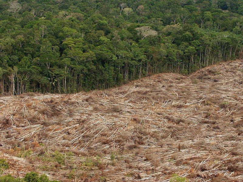 UN-Bericht: Abholzung weltweit deutlich verlangsamt – Global Forest widerspricht