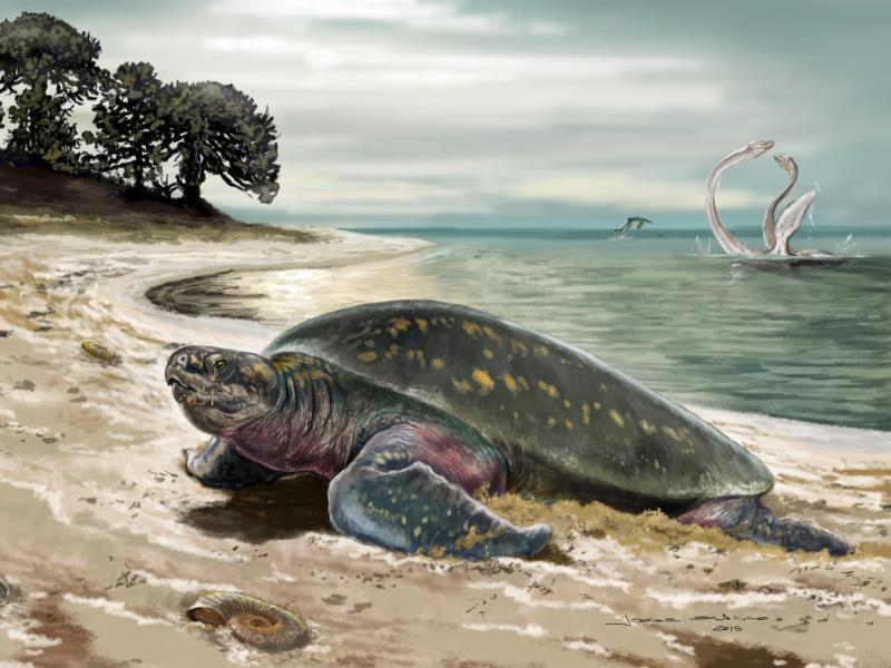 Älteste fossile Meeresschildkröte in Kolumbien entdeckt
