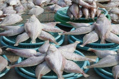 WWF: Bestand von Makrelen und Thunfisch um 74 Prozent eingebrochen