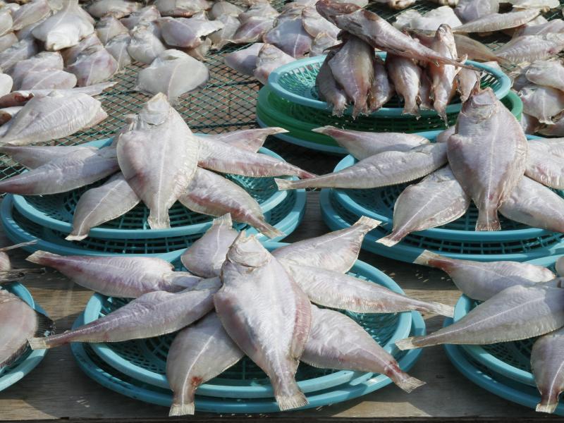 WWF: Bestand von Makrelen und Thunfisch um 74 Prozent eingebrochen