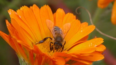 Forscher: Glyphosat beeinträchtigt Orientierungsverhalten der Bienen – Imker fordern Verbot!