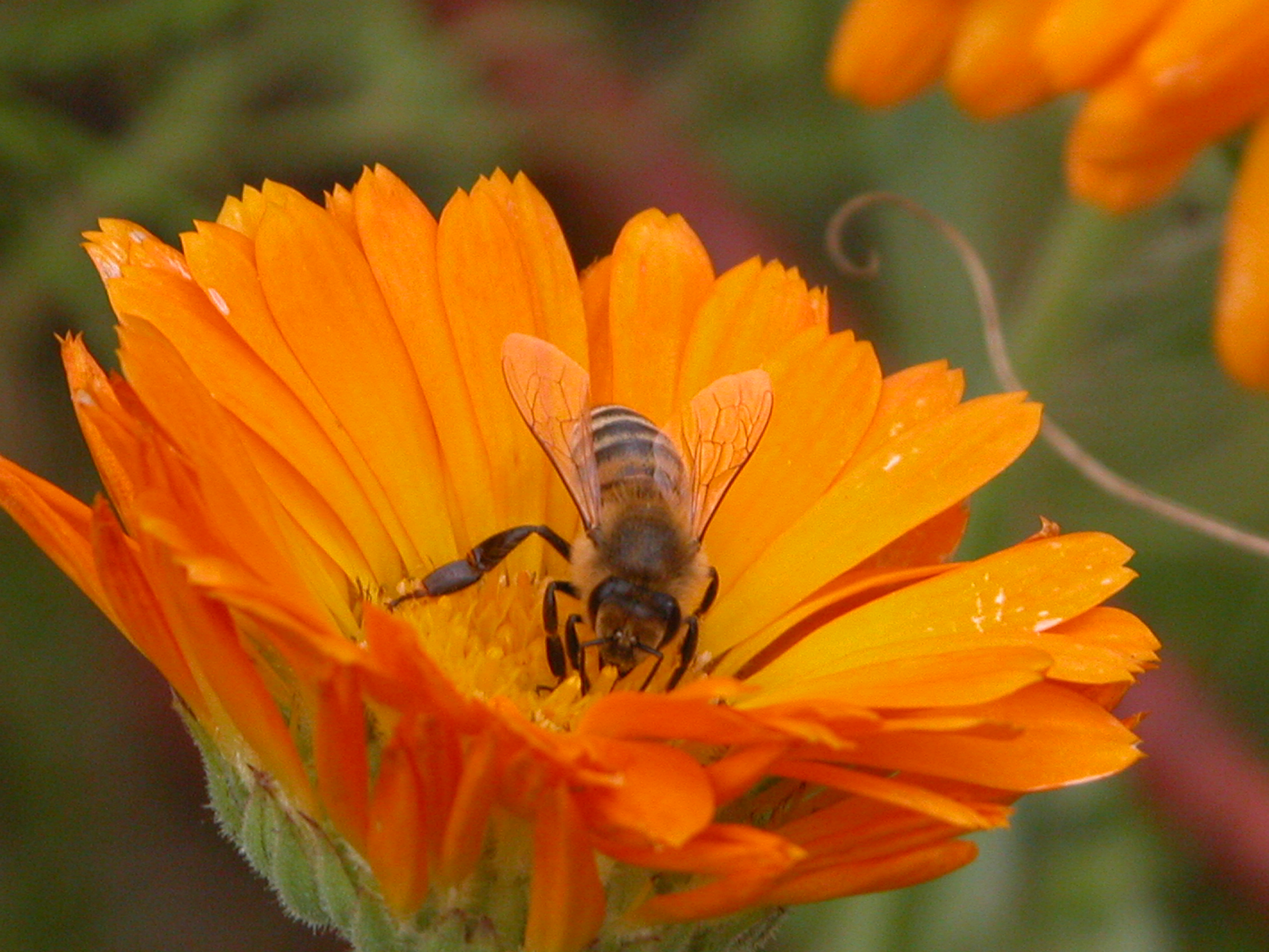Forscher: Glyphosat beeinträchtigt Orientierungsverhalten der Bienen – Imker fordern Verbot!