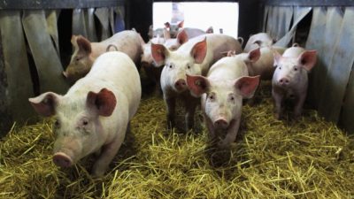 Tierschutz bei Öko-Landbau im Mittelpunkt – Europaweites Projekt AWARE startet in Göttingen