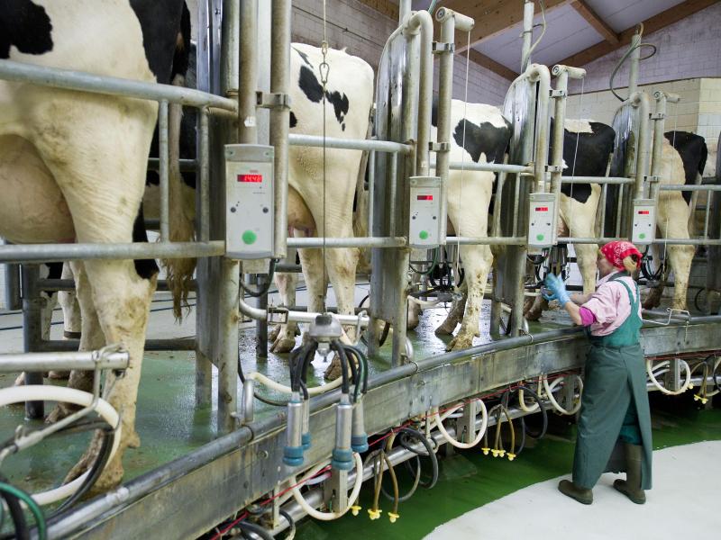 Bauern fordern: Höhere Milch-Preise weitergeben