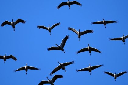 Vögel des Glücks: 100.000 Kraniche rasten in Deutschland