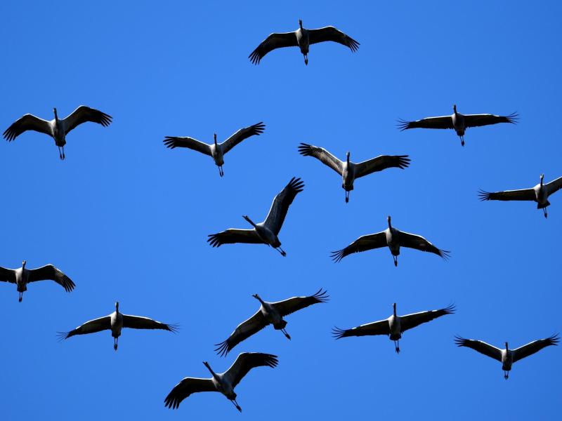 Vögel des Glücks: 100.000 Kraniche rasten in Deutschland