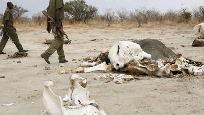 Nationalpark: Vergiftete Elefanten in Simbabwe