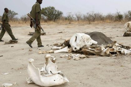 Nationalpark: Vergiftete Elefanten in Simbabwe