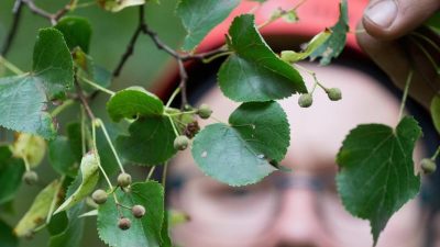 Winter-Linde ist Baum des Jahres 2016