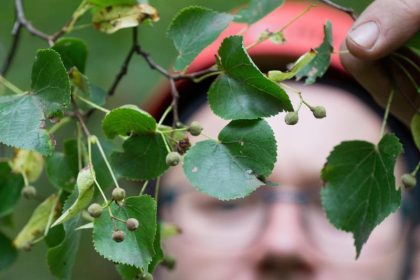 Winter-Linde ist Baum des Jahres 2016