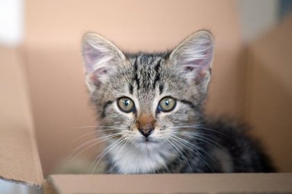 Das Geheimnis der Hauskatze – Alle stammen von den gleichen Vorfahren ab
