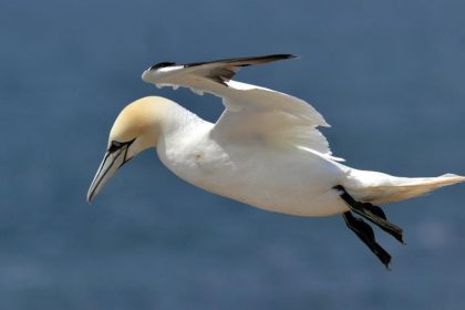 Seevogel des Jahres 2016: Der Basstölpel