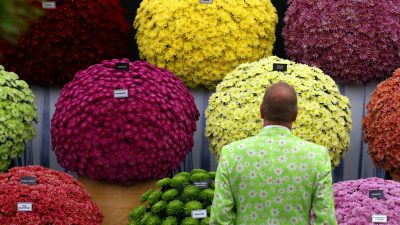 Die Heilkraft der Chrysanthemen