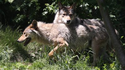 Wolfsdebatte: Naturschützer fordern Nutztierherdenschutz statt Abschuss von Wölfen