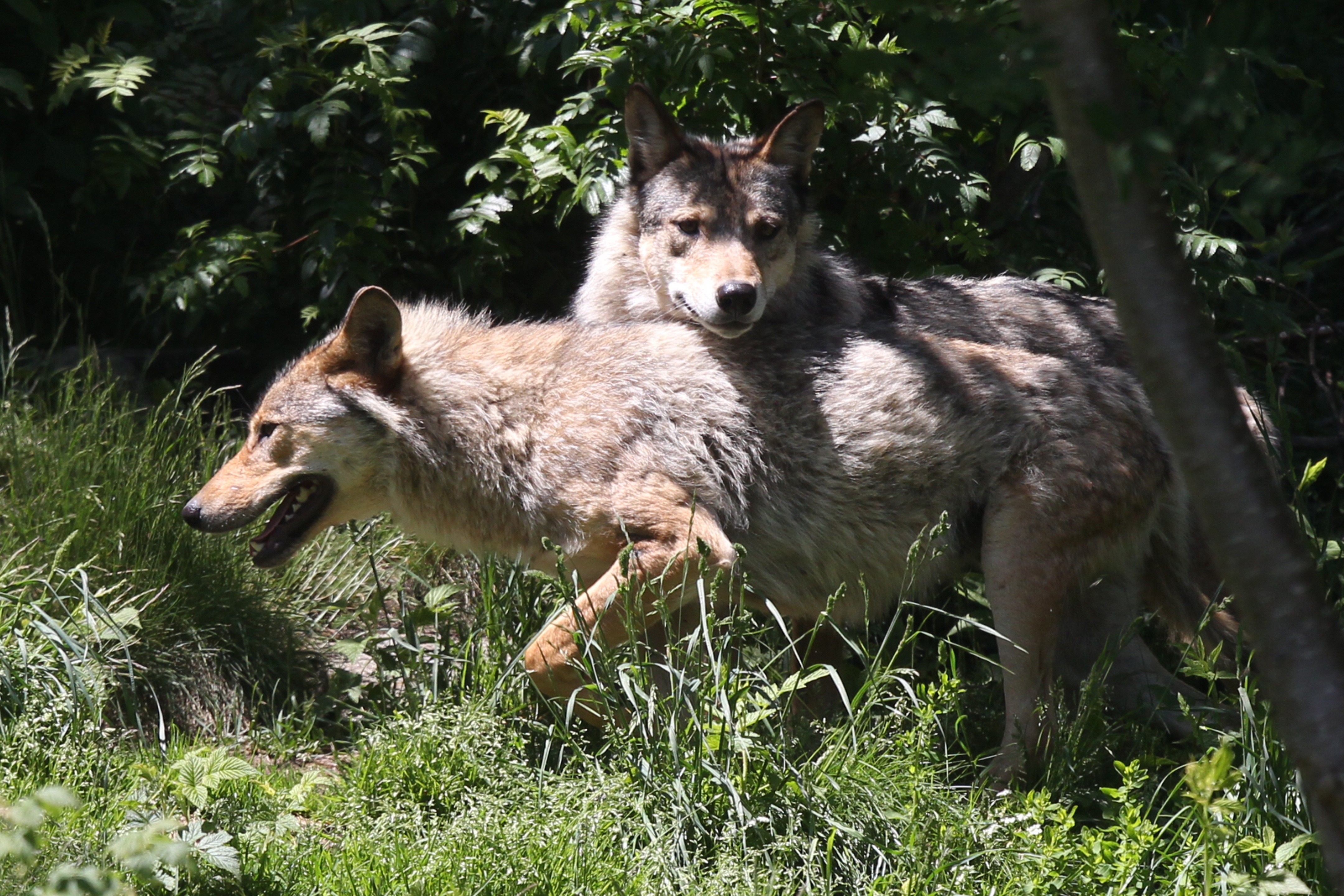 Umwelt: Etwa 350 Wölfe streifen durch Deutschland