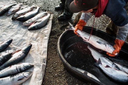 US-Lebensmittelaufsicht lässt Gen-Lachs zu