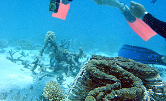Meeresforscher: Klimawandel vernichtet die Korallenriffe der Welt