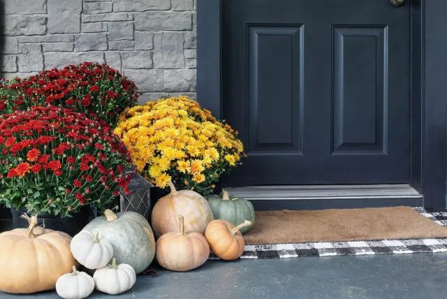 Chrysanthemen sind mehr als nur eine Zierde, um ihre Eingangsstufen zu schmücken. Foto: iStock