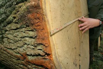 Baumring-Atlas dokumentiert Extremwetter der Alten Welt