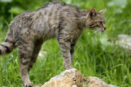 Wildkatze breitet sich aus – zumindest in einigen Gebieten
