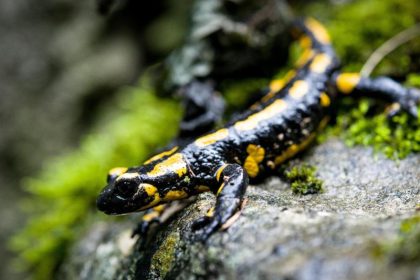 Feuersalamander ist „Lurch des Jahres 2016“