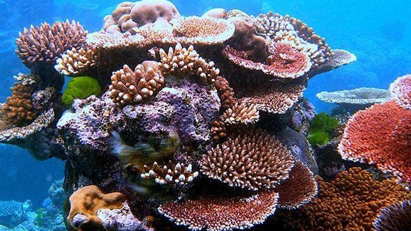 Great-Barrier-Riff ca. 30% geschrumpft – massenhaftes Korallensterben vor Australiens Küste