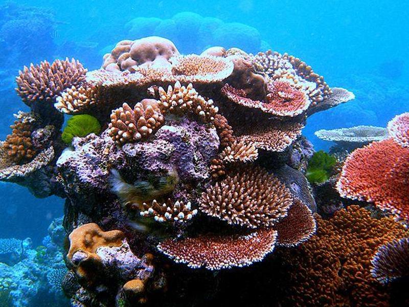 Meeresforscher warnt vor Hitzetod der Korallenriffe